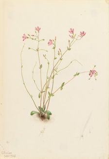 Naiad Spring Beauty (Claytonia parvifolia), 1905. Creator: Mary Vaux Walcott