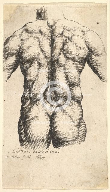 Naked male torso seen from behind, 1645. Creator: Wenceslaus Hollar.