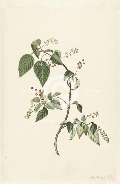 Nandina (Nandina domestica), c.1680-before c.1700. Creator: Alida Withoos.