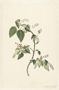 Nandina (Nandina domestica), c.1680-before c.1700. Creator: Alida Withoos