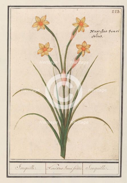 Narcis (Narcissus), 1596-1610. Creators: Anselmus de Boodt, Elias Verhulst.