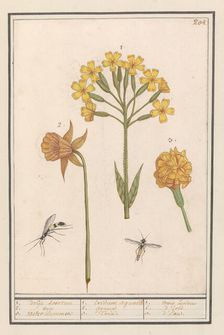 Narcis (Narcissus), Golden primrose (Primula veris) and Tagetes (African marigold), 1596-1610. Creators: Anselmus de Boodt, Elias Verhulst