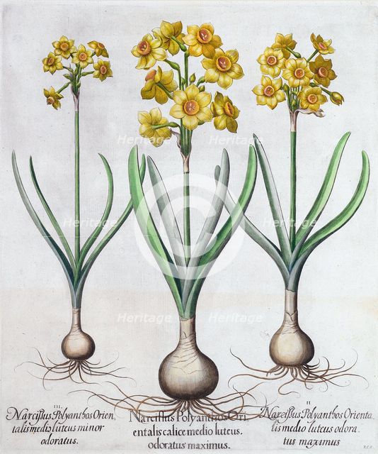 Narcissus, 1613. Creator: Unknown.