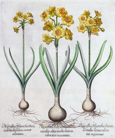 Narcissus, 1613. Creator: Unknown