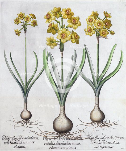 Narcissus, 1613. Artist: Unknown