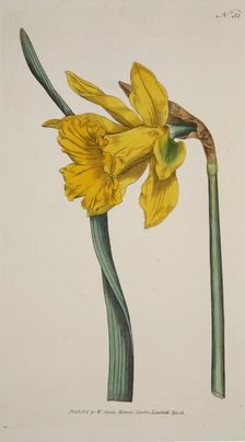 Narcissus Major (Great Daffodil), pub. 1793 (hand coloured engraving). Creator: English School (18th Century)