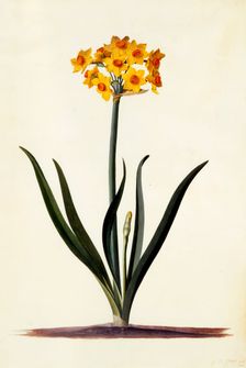 Narcissus, c. 1745 (hand coloured engraving). Creator: "Georg Dionysius Ehret (1710 - 70); Ehret, Georg Dionysius (1710-1770)"