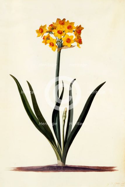 Narcissus, c. 1745 (hand coloured engraving). Creator: "Georg Dionysius Ehret (1710 - 70); Ehret, Georg Dionysius (1710-1770)".