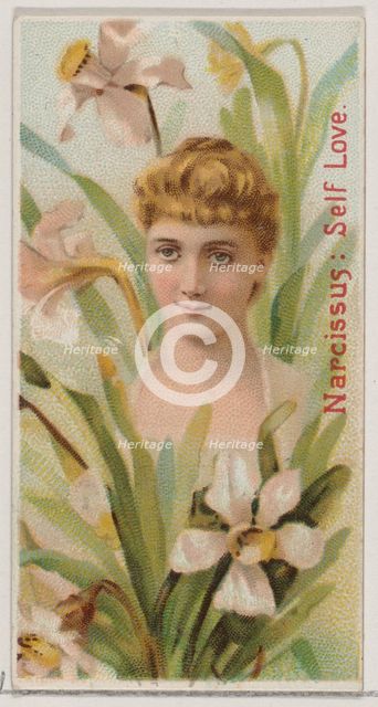 Narcissus: Self Love, from the series Floral Beauties and Language of Flowers (N75) for Du..., 1892. Creator: Donaldson Brothers.