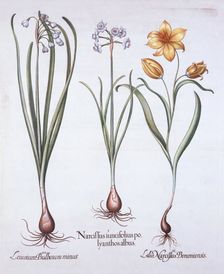 Narcissus, Tulip and Summer Snowflake, from Hortus Eystettensis by Basil Besler (1561-1629), pub