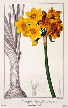 Narcissus Tazetta, pub. 1836. Creator: Panacre Bessa (1772-1846)