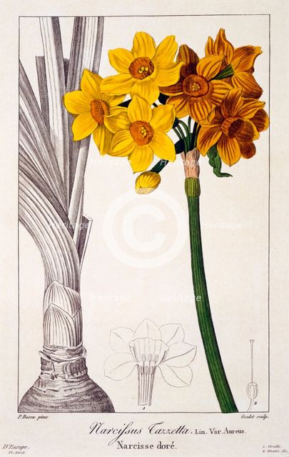 Narcissus Tazetta, pub. 1836. Creator: Panacre Bessa (1772-1846).