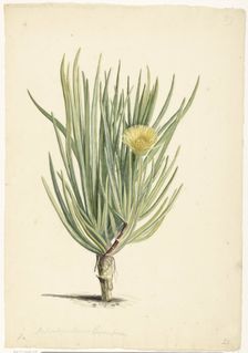 Narrow-leaved Iceplant in Bloom, 1668-1729. Creator: Vincent Laurentz van der Vinne I