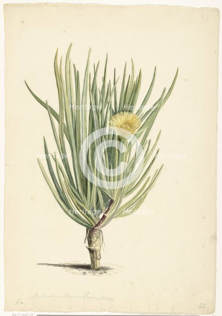 Narrow-leaved Iceplant in Bloom, 1668-1729. Creator: Vincent Laurentz van der Vinne I.