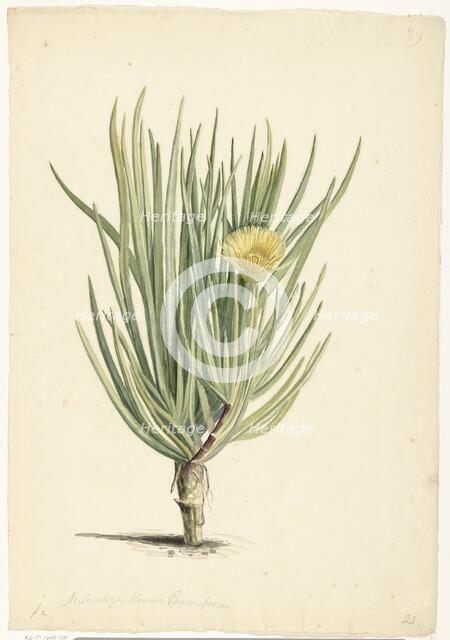 Narrow-leaved Iceplant in Bloom, 1668-1729. Creator: Vincent Laurentz van der Vinne I.