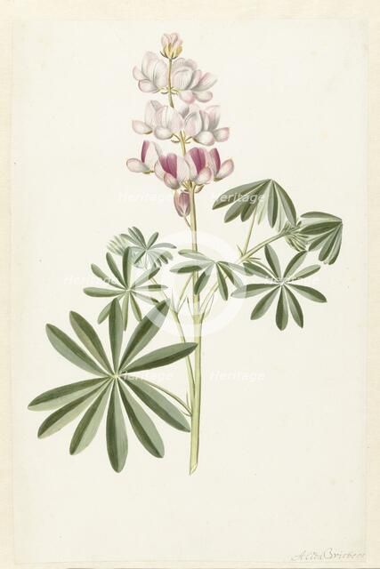 Narrow-leaved Lupin (Lupinus angustifolius), c.1680-before c.1700. Creator: Alida Withoos.