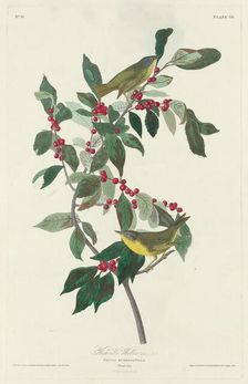 Nashville Warbler, 1830. Creator: Robert Havell
