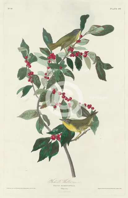 Nashville Warbler, 1830. Creator: Robert Havell.
