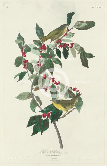 Nashville Warbler, 1830. Creator: Robert Havell.