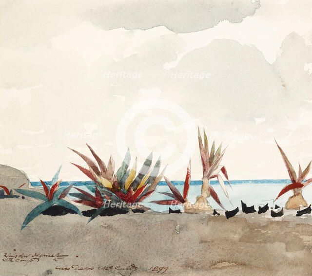Nassau Beach with Century Plants, 1899. Creator: Winslow Homer.