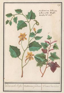 Nasturtium (Tropaeolum majus), 1596-1610. Creators: Anselmus de Boodt, Elias Verhulst