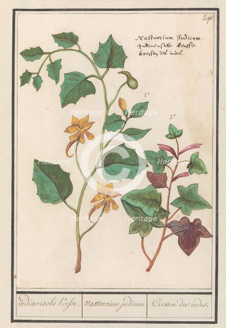 Nasturtium (Tropaeolum majus), 1596-1610. Creators: Anselmus de Boodt, Elias Verhulst.