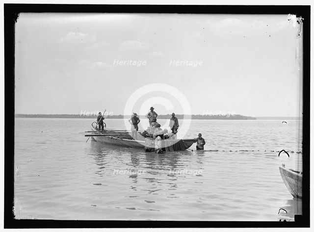 Net fishing, between 1909 and 1923. Creator: Harris & Ewing.