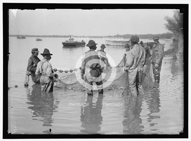 Net fishing, between 1909 and 1923. Creator: Harris & Ewing.
