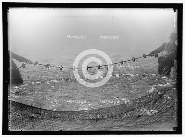 Net fishing, between 1909 and 1923. Creator: Harris & Ewing.