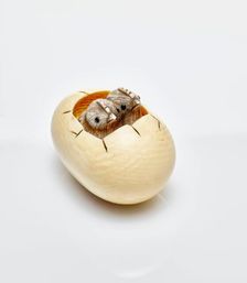 Netsuke (two chicks hatching from egg), 19th century. Creator: Ohara Mitsuhiro