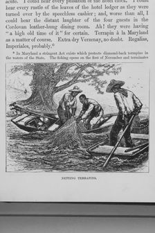 Netting terrapins, 1882. Creator: Unknown