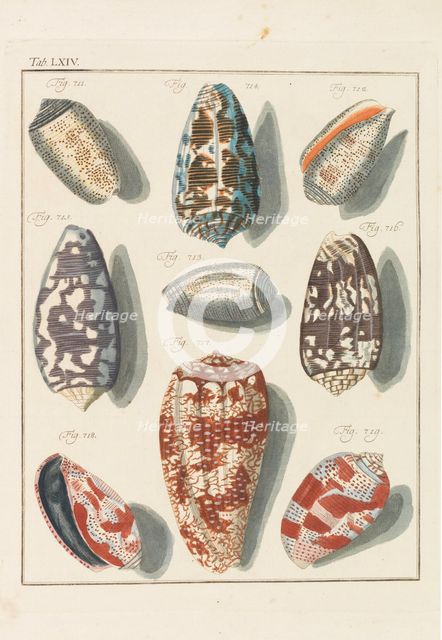 Neues systematisches Conchylien-Cabinet, 1768. Creator: Martini, Friedrich Heinrich Wilhelm (1729-1778).