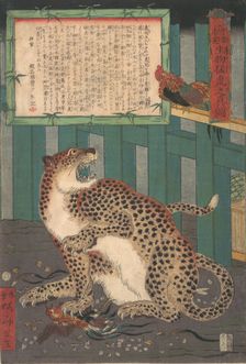 Never Seen Before: True Picture of a Live Wild Tiger..., sixth month 1860. Creator: Kawanabe Kyosai
