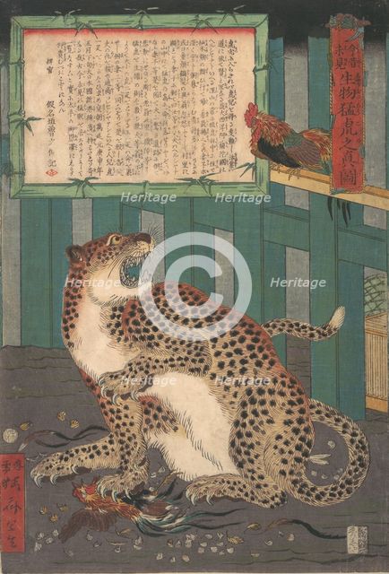 Never Seen Before: True Picture of a Live Wild Tiger..., sixth month 1860. Creator: Kawanabe Kyosai.