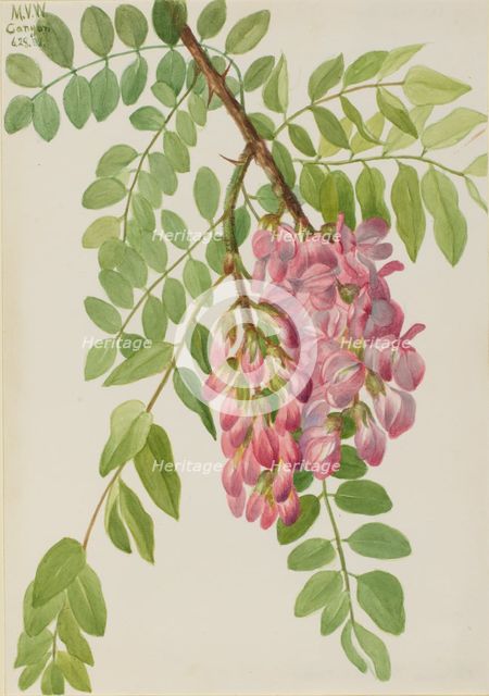 New Mexican Locust (Robinia neomexicana), 1938. Creator: Mary Vaux Walcott.