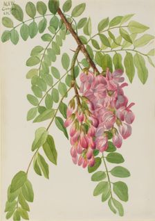 New Mexican Locust (Robinia neomexicana), 1938. Creator: Mary Vaux Walcott
