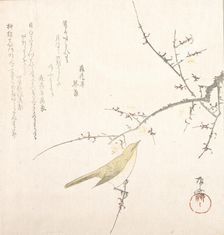 New Moon; Nightingale on a Plum Branch, 19th century., 19th century. Creator: Shinsai