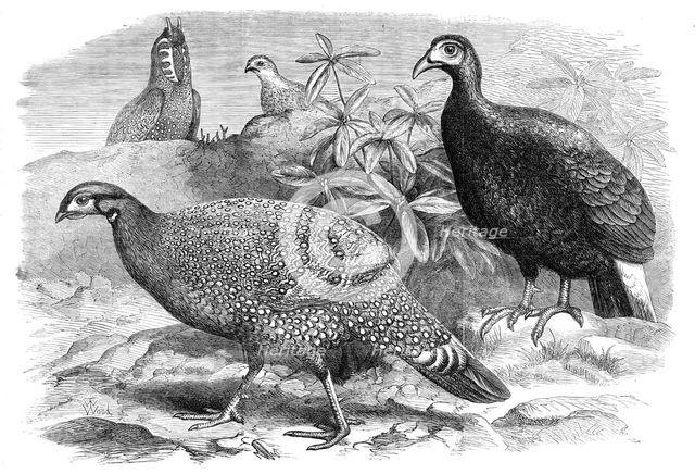 New arrivals at the Zoological Society's Gardens: Pheasants, 1870. Creator: Unknown.