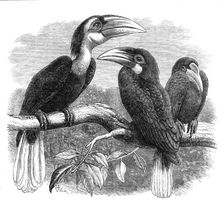 New arrivals at the Zoological Society's Gardens: Hornbills, 1870. Creator: Unknown