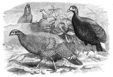 New arrivals at the Zoological Society's Gardens: Pheasants, 1870. Creator: Unknown