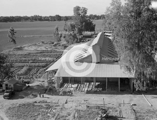 New barn under construction, Mineral King Farm Cooperative Association, Tulare County, CA, 1939. Creator: Dorothea Lange.