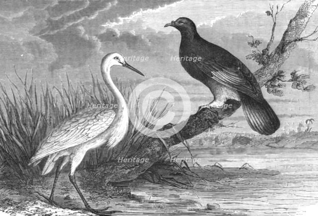 'New Caledonian Heron and the Notu Pigeon; Some Account of New Caledonia', 1875. Creator: Unknown.