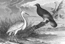 New Caledonian Heron and the Notu Pigeon; Some Account of New Caledonia 1875. Creator: Unknown