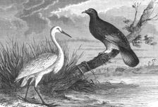 New Caledonian Heron and the Notu Pigeon; Some Account of New Caledonia 1875. Creator: Unknown