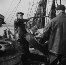 New England fishermen unloading fish at Fulton fish market, New York, 1943. Creator: Gordon Parks