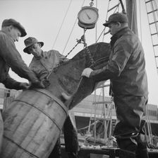 New England fishermen unloading fish at the Fulton fish market, New York, 1943. Creator: Gordon Parks