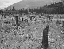 New farm home, Boundary County, Idaho, 1939. Creator: Dorothea Lange