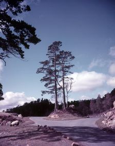 New road and firs, Glen Affric, Scotland, c1955. Creator: Arthur Charles Kirby Ware