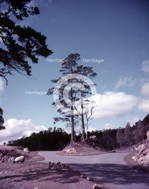 New road and firs, Glen Affric, Scotland, c1955. Creator: Arthur Charles Kirby Ware.