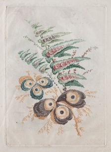 New Suite of Portfolios of Flowers Ideal to Use for Designing and Painting: Floral Fantasies, c. 179 Creator: Anne Allen (British)
